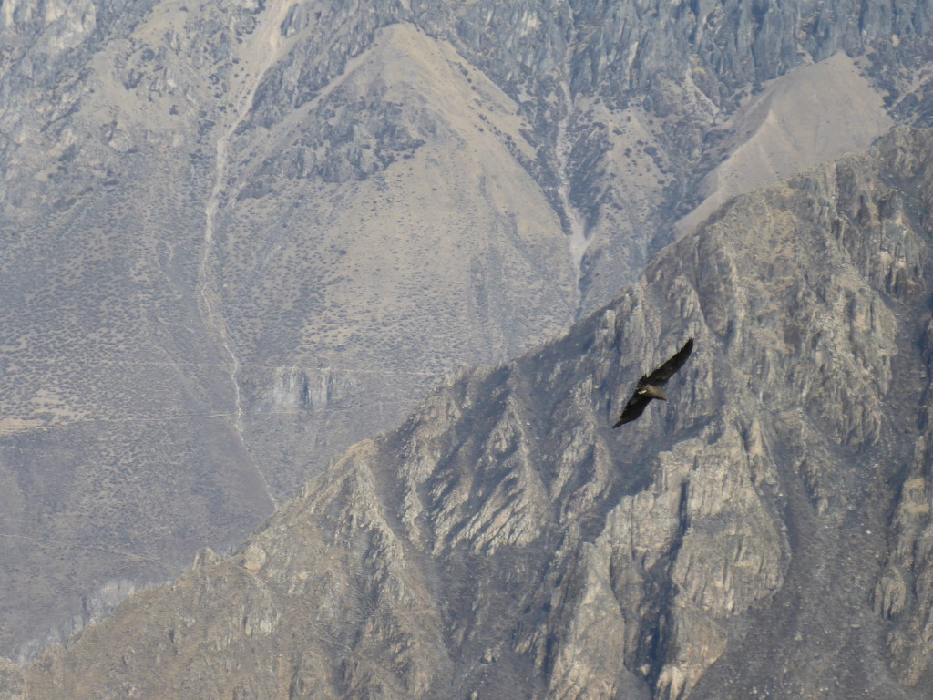 Colca Canyon