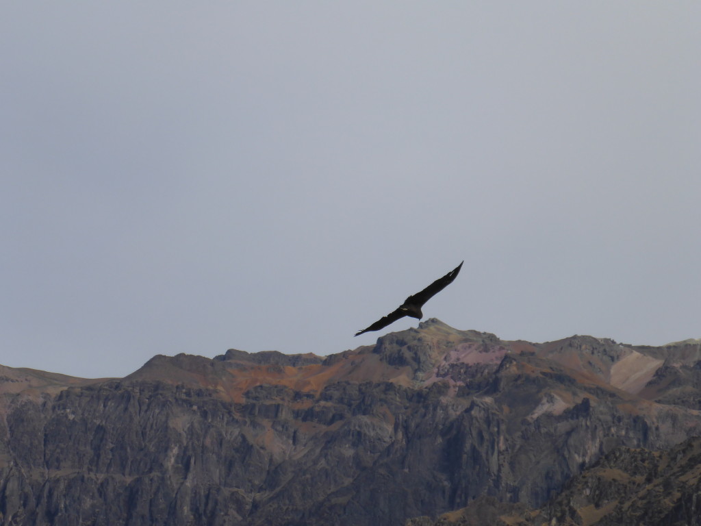 Condor over Colca Canyon