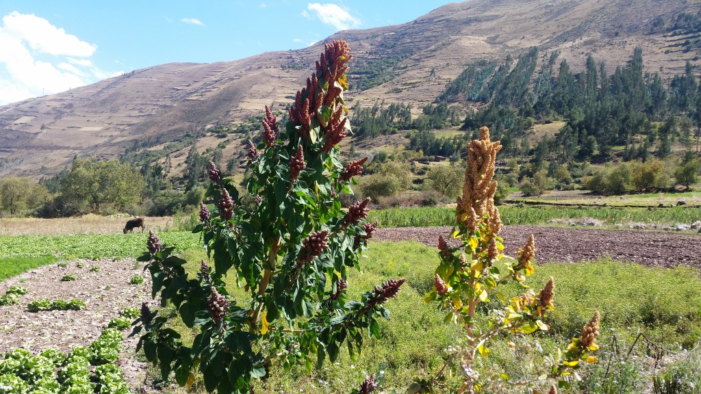 Andean Study Programs