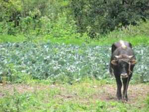 Intern in Peru